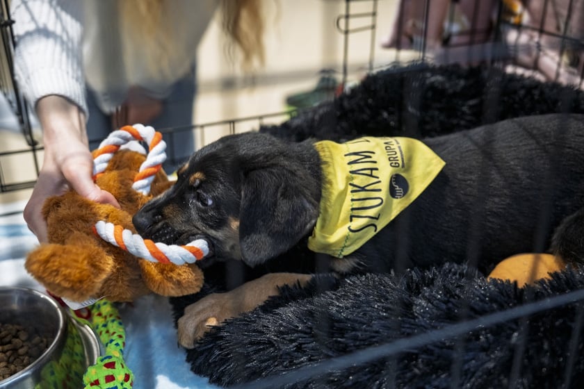 Uczestnicy Targów PupiLove w Pasażu Grunwaldzkim