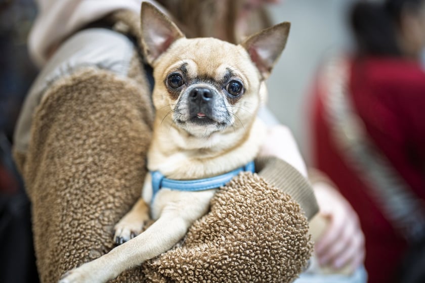 Uczestnicy Targów PupiLove w Pasażu Grunwaldzkim