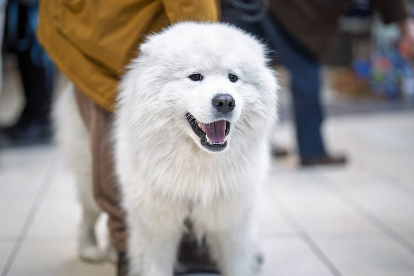 Uczestnicy Targów PupiLove w Pasażu Grunwaldzkim