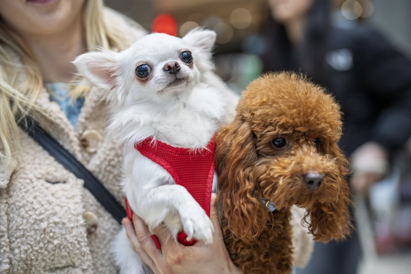 Uczestnicy Targów PupiLove w Pasażu Grunwaldzkim
