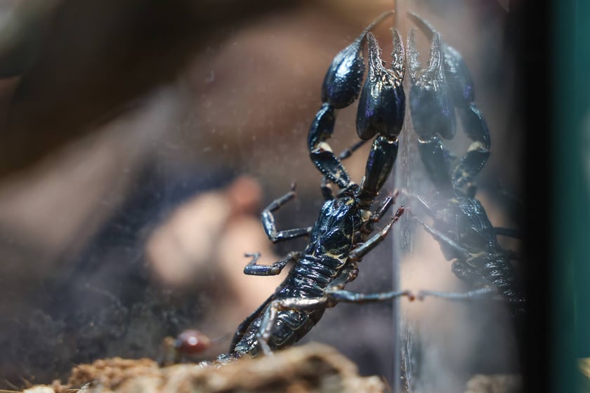 Zooegzotyka Wrocław 2025 w Orbicie