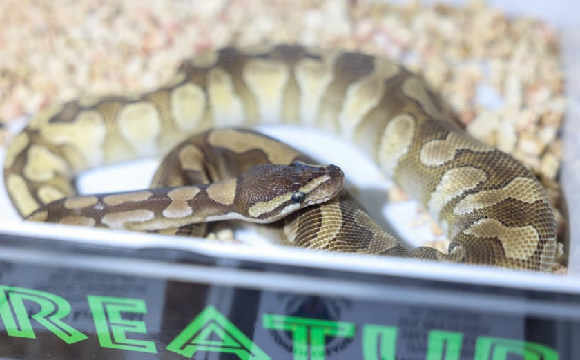 Zooegzotyka Wrocław 2025 w Orbicie