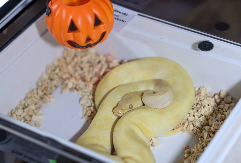 Zooegzotyka Wrocław 2025 w Orbicie