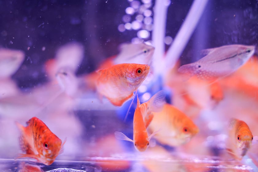 Zooegzotyka Wrocław 2025 w Orbicie