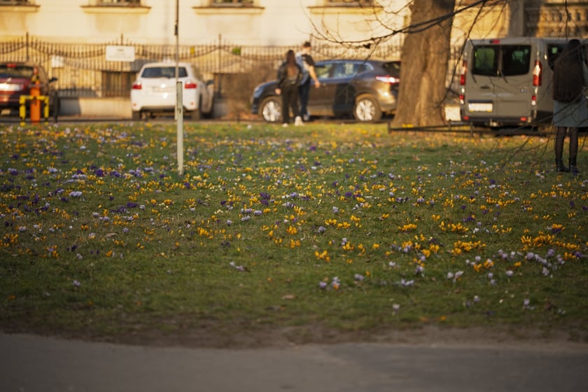Spacerowicze we Wrocławiu