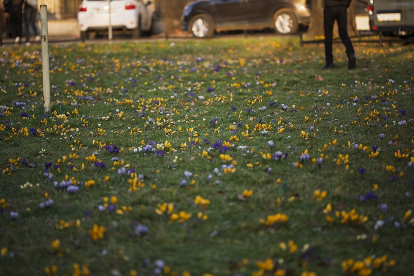 Spacerowicze we Wrocławiu