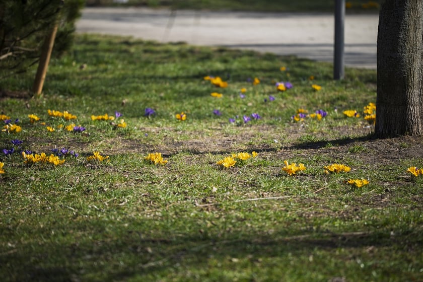 Spacerowicze we Wrocławiu