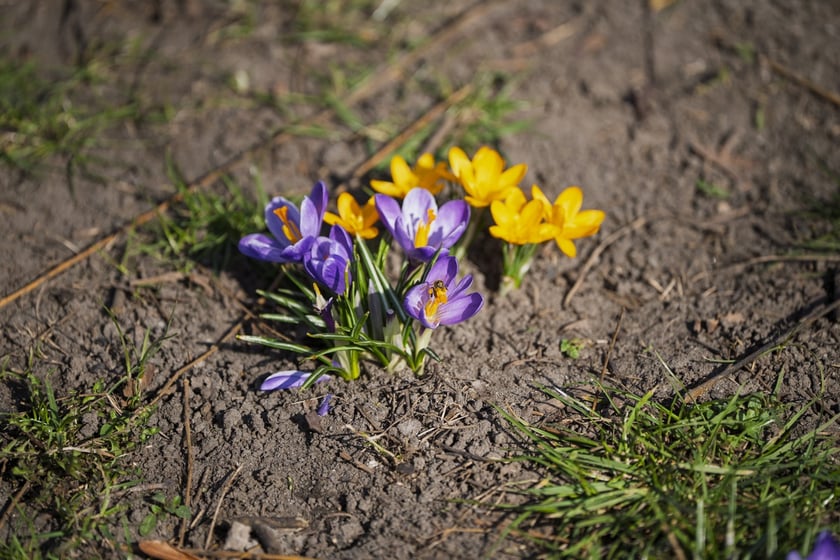 Spacerowicze we Wrocławiu