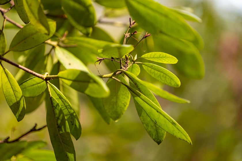 Ogr&oacute;d Botaniczny się zazielenia