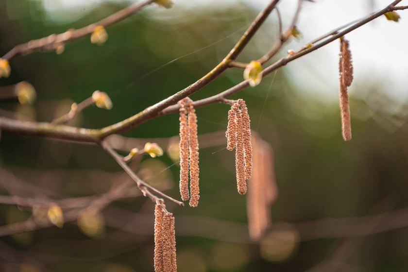 Ogr&oacute;d Botaniczny się zazielenia
