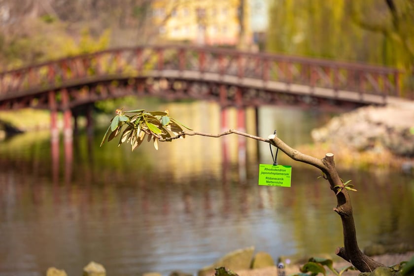 Ogr&oacute;d Botaniczny się zazielenia