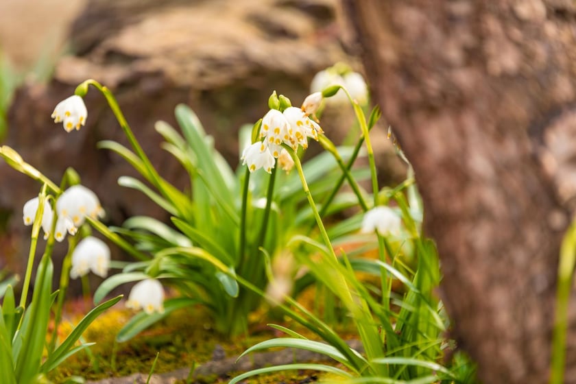 Ogr&oacute;d Botaniczny się zazielenia
