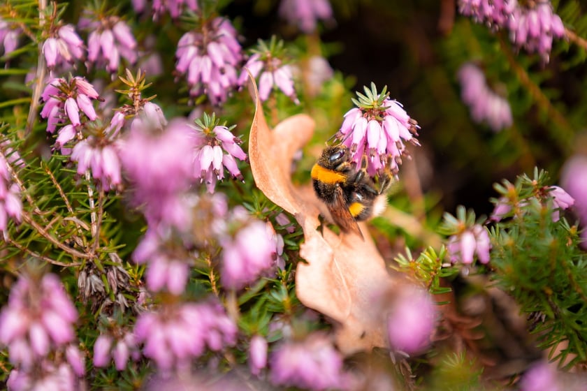 Ogr&oacute;d Botaniczny się zazielenia