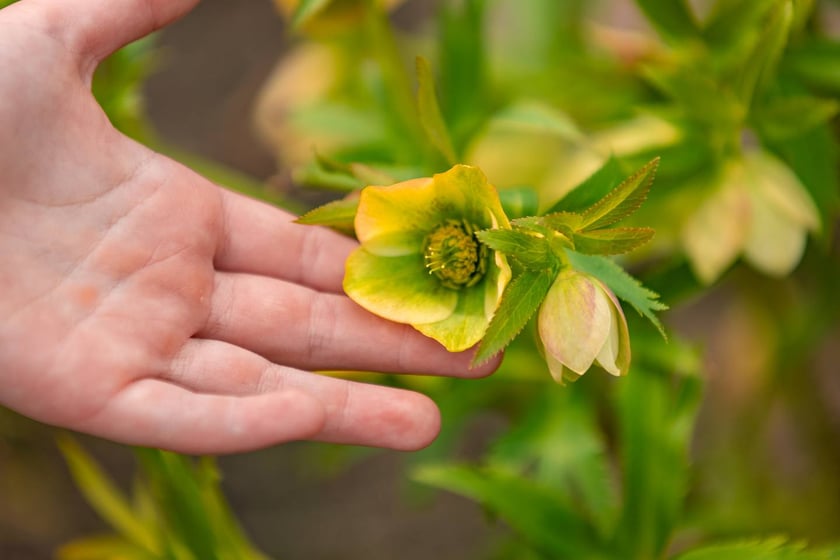 Ogr&oacute;d Botaniczny się zazielenia
