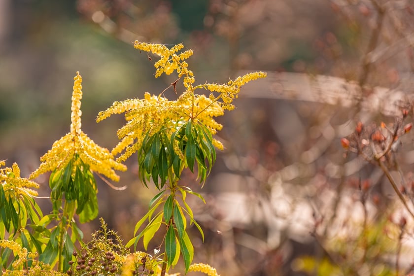 Ogr&oacute;d Botaniczny się zazielenia
