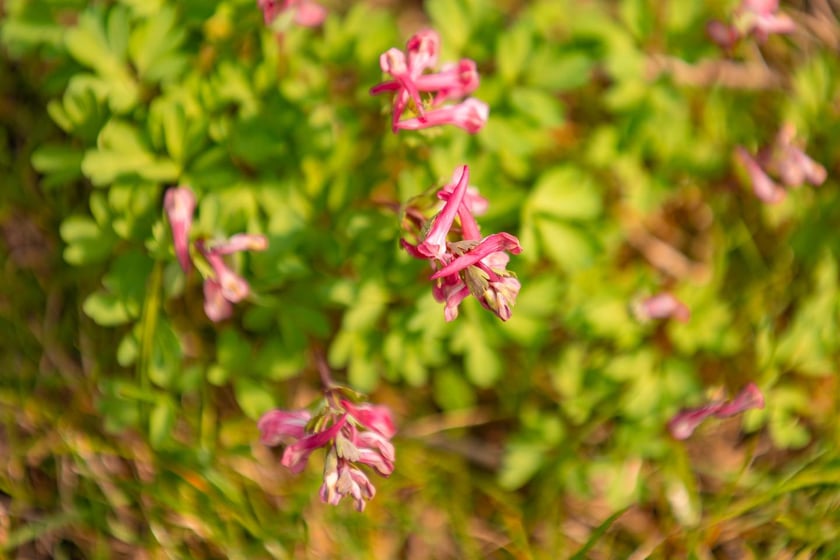 Ogr&oacute;d Botaniczny się zazielenia