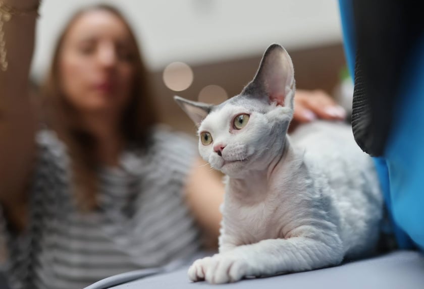 Pokaz Kotów Rasowych we Wrocławiu