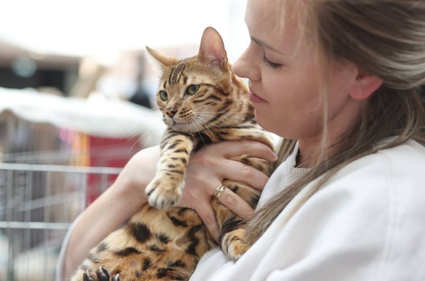 Pokaz Kotów Rasowych we Wrocławiu