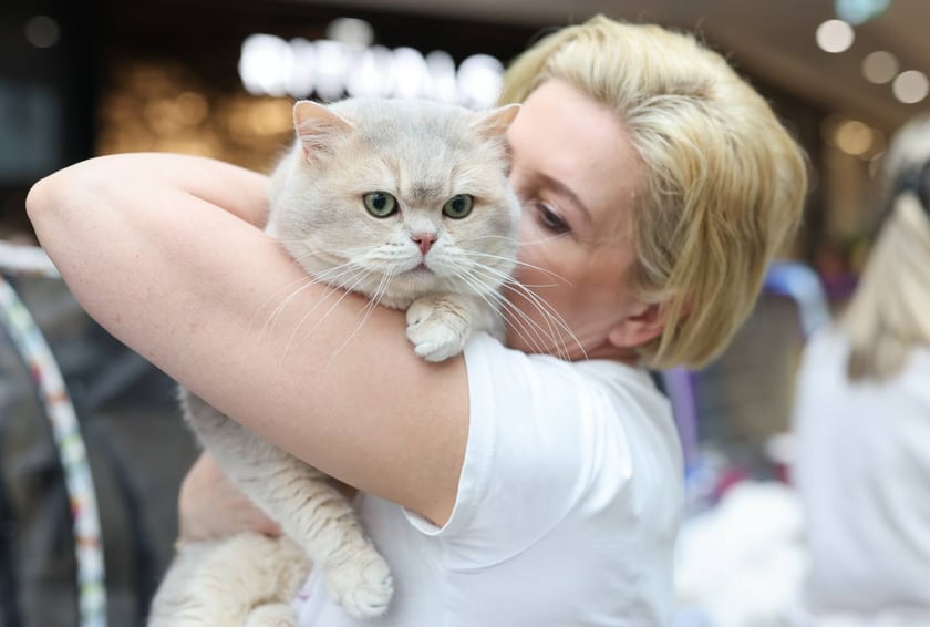 Pokaz Kotów Rasowych we Wrocławiu