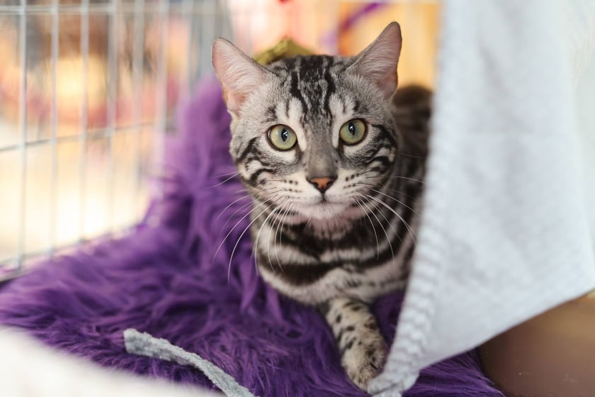 Pokaz Kotów Rasowych we Wrocławiu