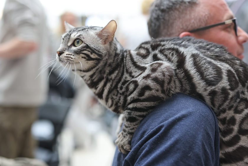 Pokaz Kotów Rasowych we Wrocławiu