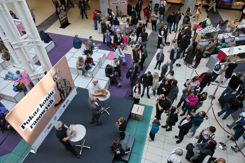 Pokaz Kotów Rasowych we Wrocławiu