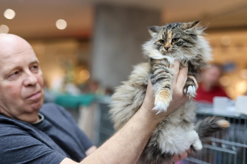 Pokaz Kotów Rasowych we Wrocławiu