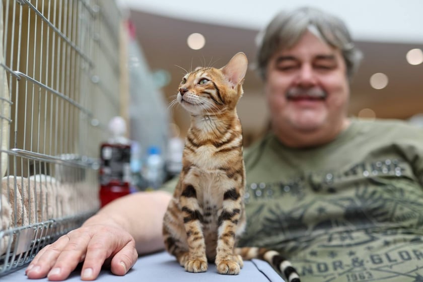 Pokaz Kotów Rasowych we Wrocławiu