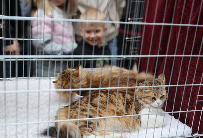 Pokaz Kotów Rasowych we Wrocławiu