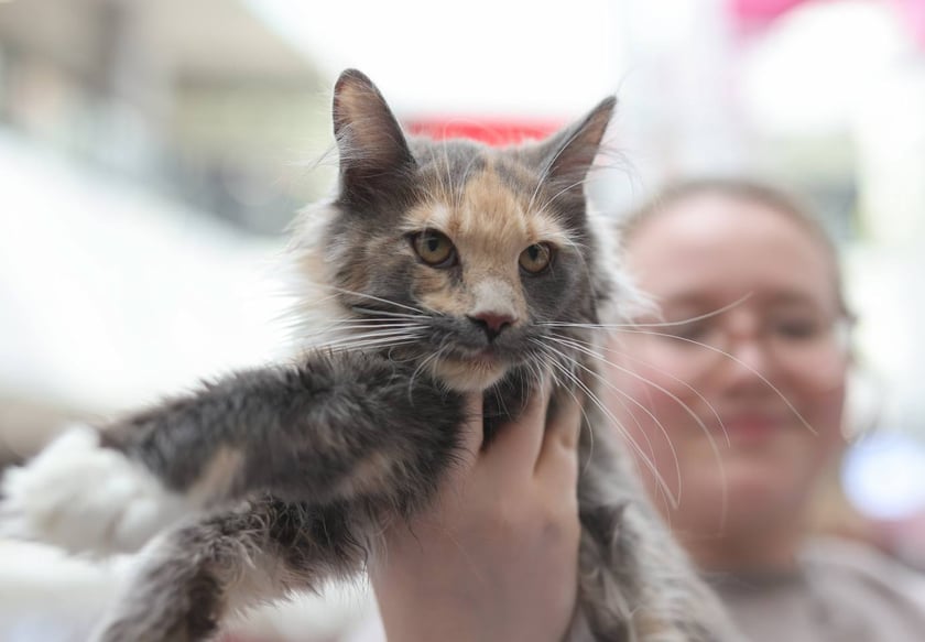 Pokaz Kotów Rasowych we Wrocławiu
