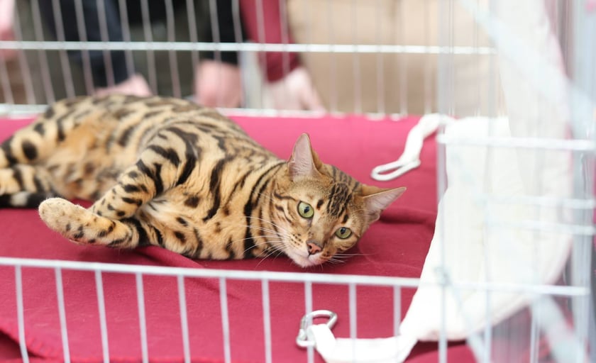 Pokaz Kotów Rasowych we Wrocławiu