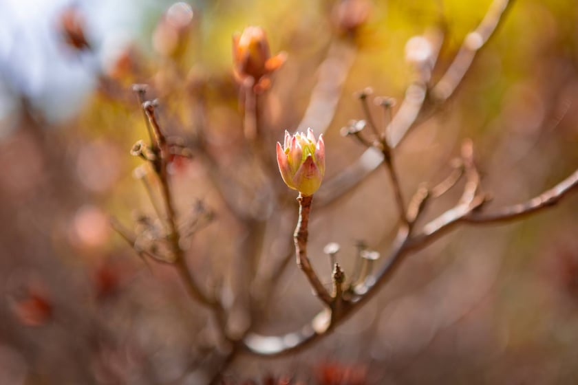 Wielkanocny spacer w Ogrodzie Japońskim, 21 kwietnia 2025