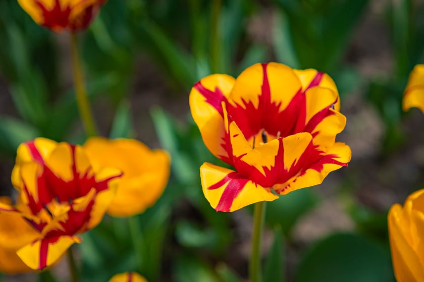 W Ogrodzie Botanicznym UWr 21 kwietnia 2025 roku