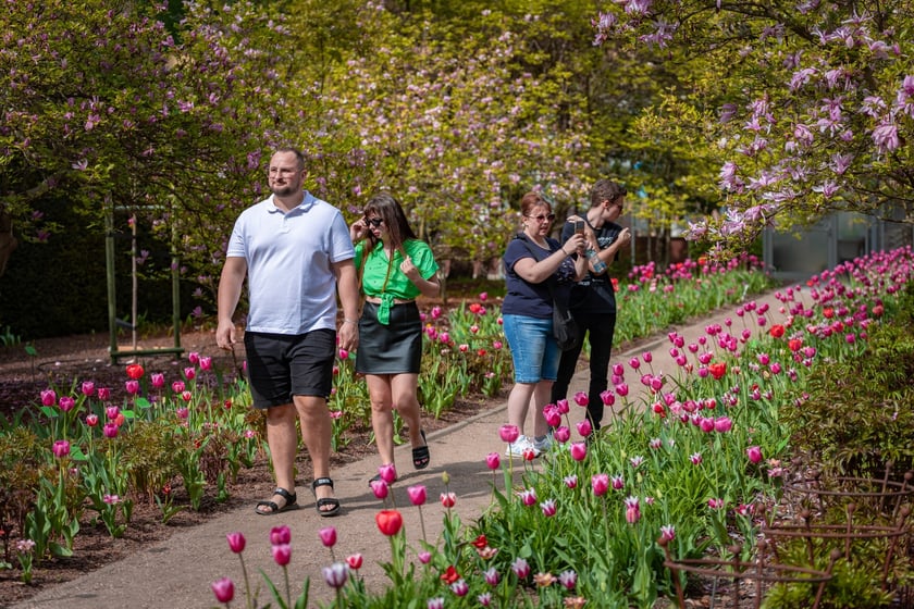W Ogrodzie Botanicznym UWr 21 kwietnia 2025 roku