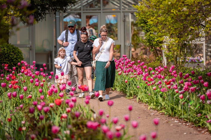 W Ogrodzie Botanicznym UWr 21 kwietnia 2025 roku