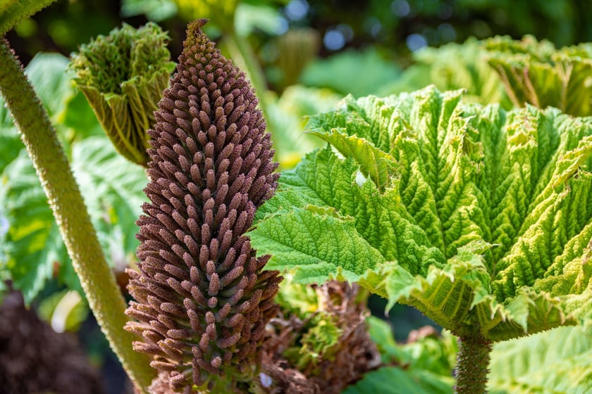 W Ogrodzie Botanicznym UWr 21 kwietnia 2025 roku