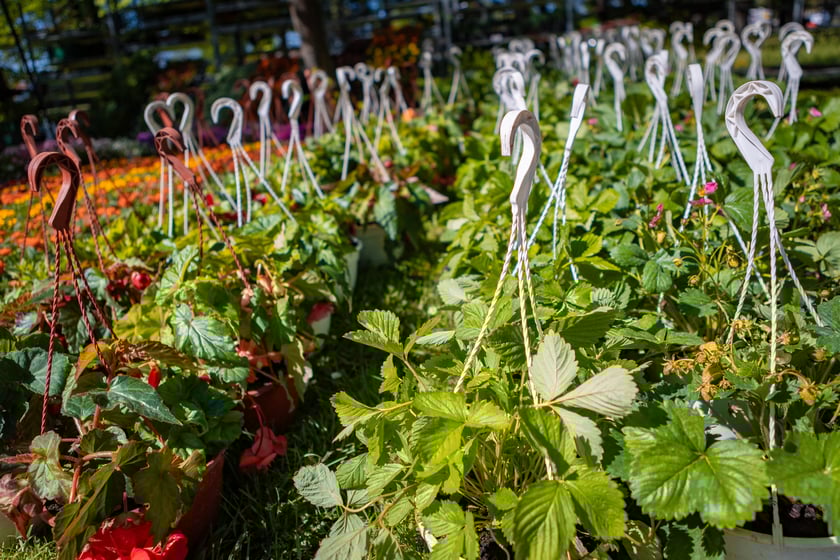 Kiermasz ogrodniczy na Partynicach - 26.04.2025