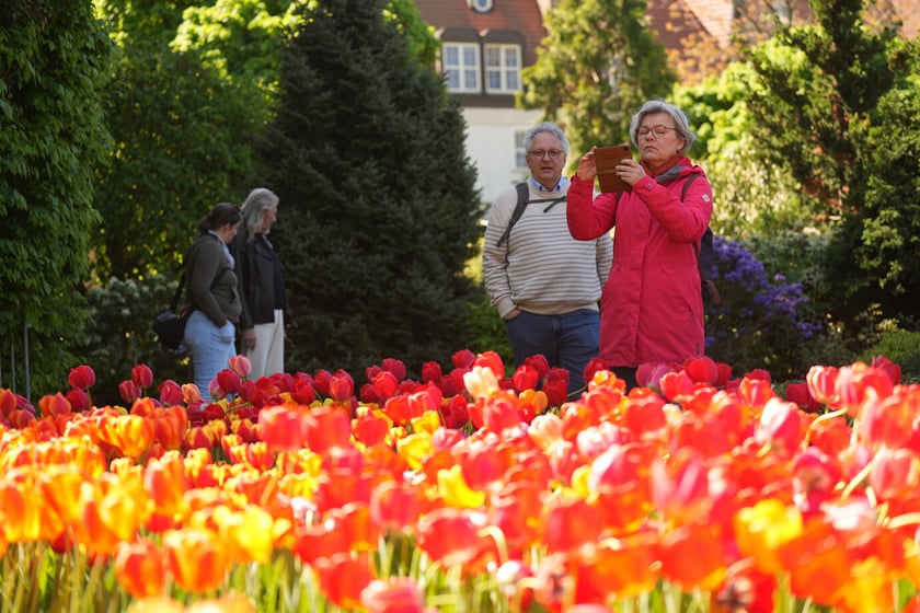 Festiwal tulipanów w Ogrodzie Botanicznym - 26.04.2025
