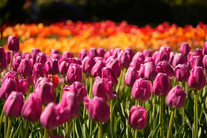 Festiwal tulipanów w Ogrodzie Botanicznym - 26.04.2025