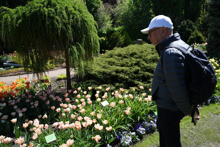Festiwal tulipanów w Ogrodzie Botanicznym - 26.04.2025