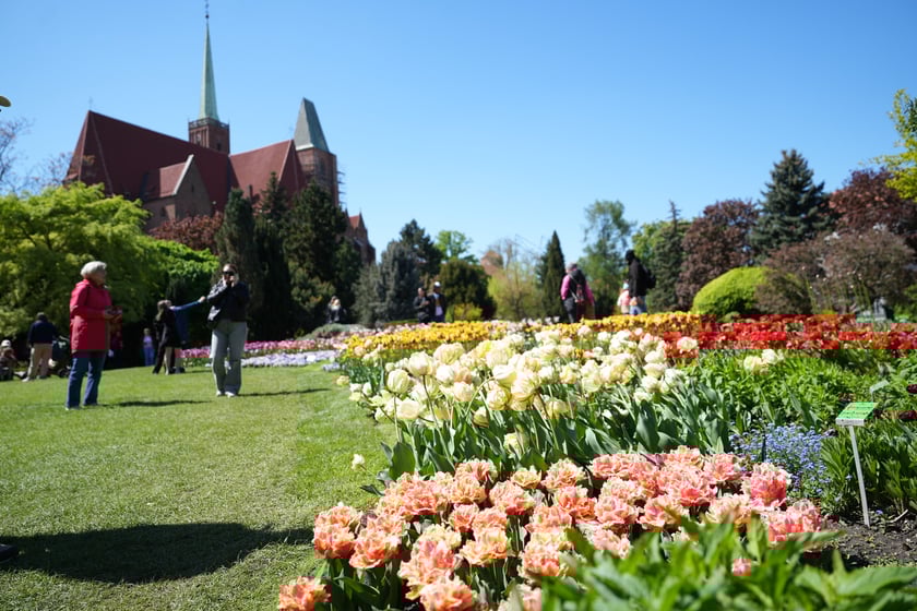 Festiwal tulipanów w Ogrodzie Botanicznym - 26.04.2025