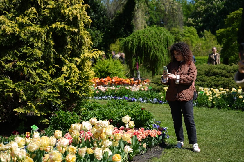 Festiwal tulipanów w Ogrodzie Botanicznym - 26.04.2025