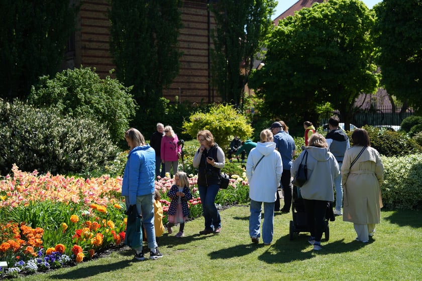 Festiwal tulipanów w Ogrodzie Botanicznym - 26.04.2025