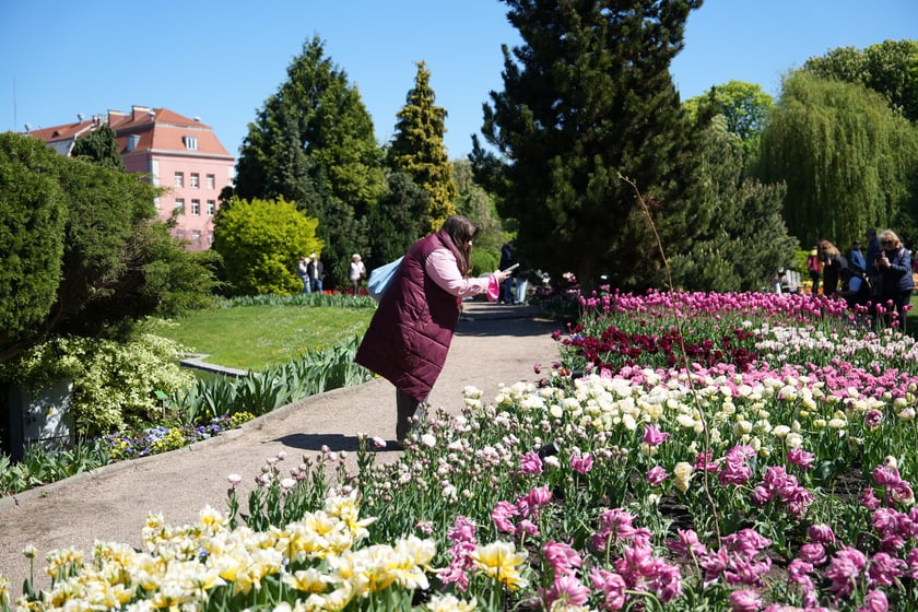 Festiwal tulipanów w Ogrodzie Botanicznym - 26.04.2025