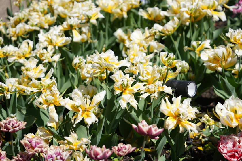 Festiwal tulipanów w Ogrodzie Botanicznym - 26.04.2025