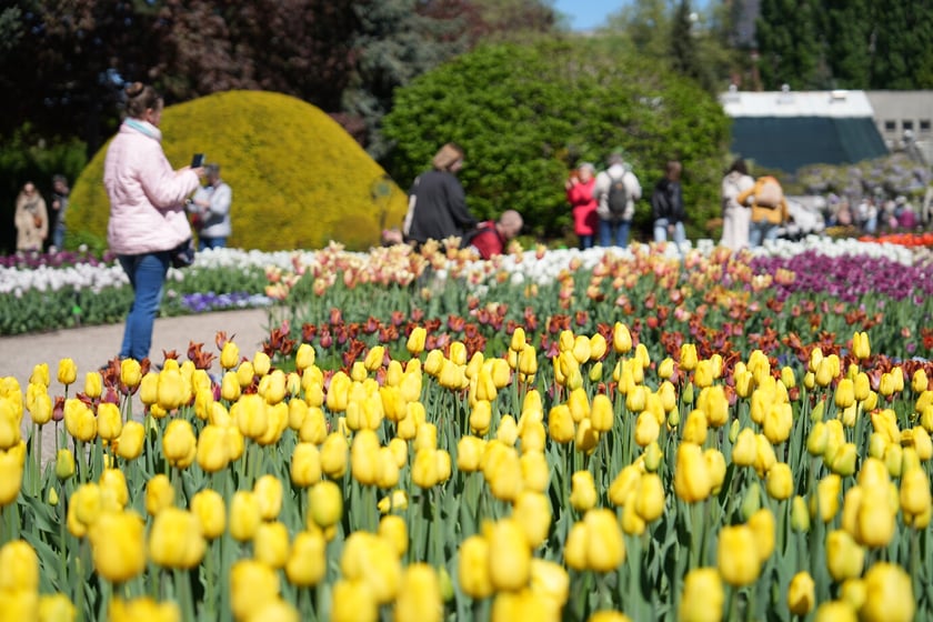 Festiwal tulipanów w Ogrodzie Botanicznym - 26.04.2025