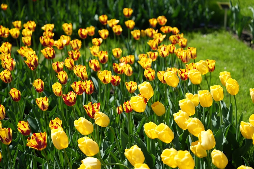 Festiwal tulipanów w Ogrodzie Botanicznym - 26.04.2025