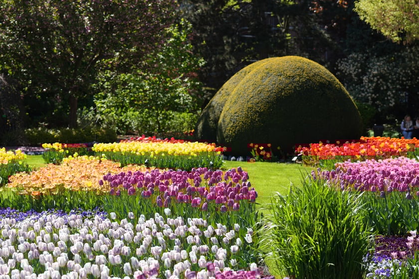 Festiwal tulipanów w Ogrodzie Botanicznym - 26.04.2025