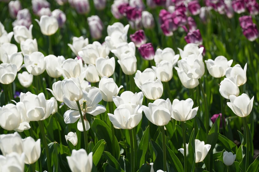 Festiwal tulipanów w Ogrodzie Botanicznym - 26.04.2025