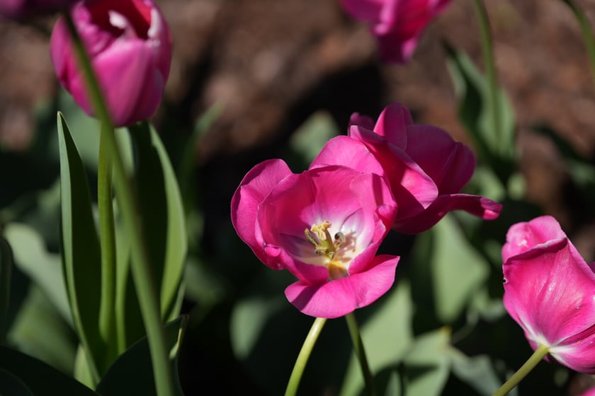 Festiwal tulipanów w Ogrodzie Botanicznym - 26.04.2025